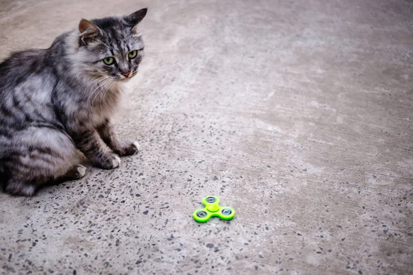 緑そわそわのスピナーと灰色の猫 — ストック写真