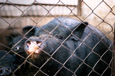 Vietnamca domuz çiftliği