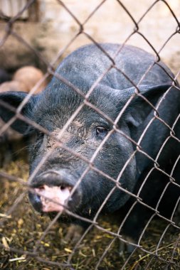 Vietnamca domuz çiftliği