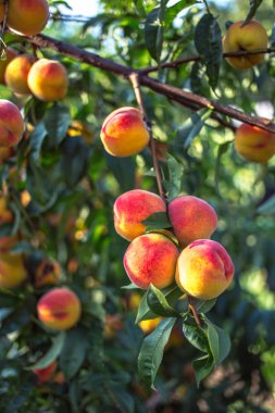 Güzel olgun şeftali ağacı üzerinde.