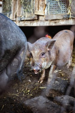 Bir çiftlikte bir mesh çit arkasında Vietnamca domuzlar