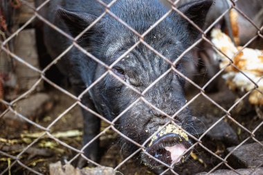 Bir çiftlikte bir mesh çit arkasında Vietnamca domuzlar