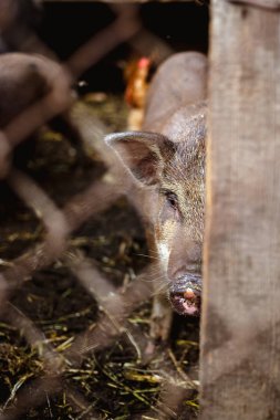Küçük kırmızı domuz çiftliği.