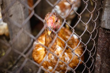 Bir tavuk bir çiftlikte bir metal kafes arkasında portresi