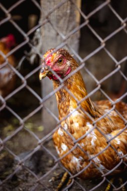 Bir tavuk bir çiftlikte bir metal kafes arkasında portresi