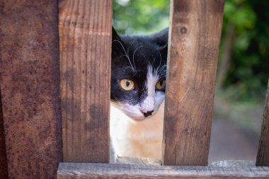 Ahşap bir çit ile fotoğrafı siyah ve beyaz bir kedi