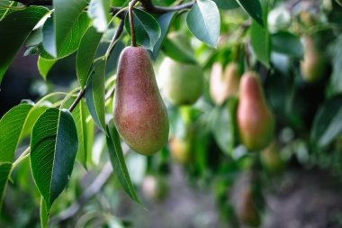 Güzel olgun armut ağaç üzerinde.