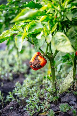 Bahçedeki çürük kırmızı dolmalık biber.