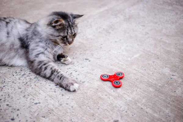 赤そわそわスピナーと灰色の猫 — ストック写真
