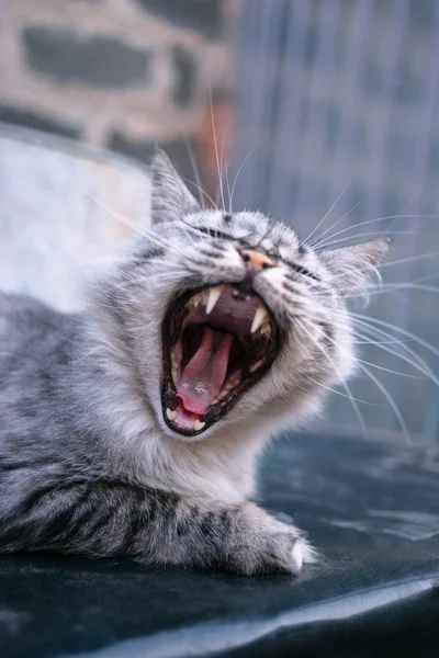 Portrait Beautiful Gray Cat Open Mouth — Stock Photo, Image