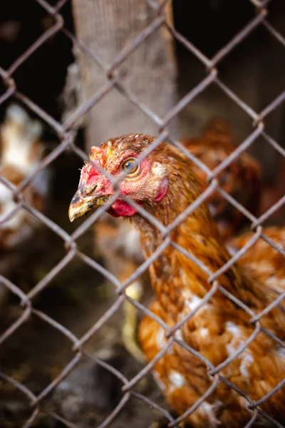 Retrato Frango Atrás Uma Malha Metal Uma Fazenda — Fotografia de Stock