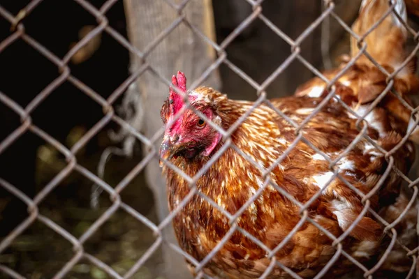 Retrato Frango Atrás Uma Malha Metal Uma Fazenda — Fotografia de Stock