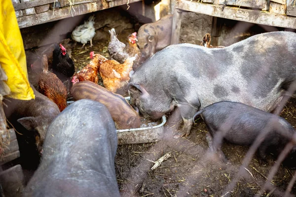 Feeding vietnamese pigs and chickens on the farm