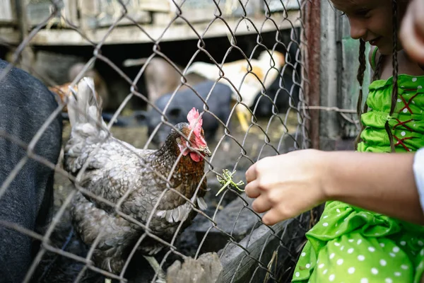Feeding vietnamese pigs and chickens on the farm