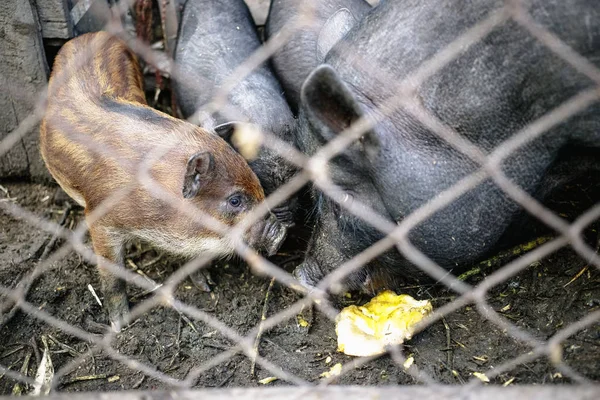 Vietnamese pigs behind a mesh fence on a farm