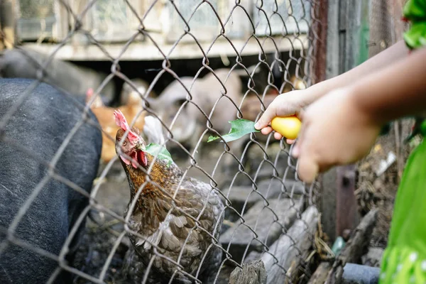 Feeding vietnamese pigs and chickens on the farm