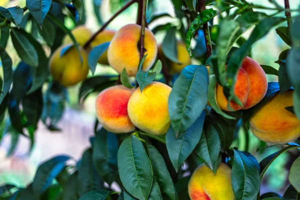 Belles Pêches Mûres Sur Arbre — Photo