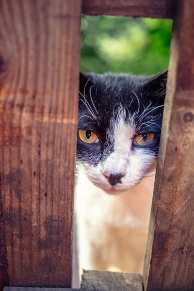 Ahşap Bir Çit Ile Fotoğrafı Siyah Beyaz Bir Kedi — Stok fotoğraf