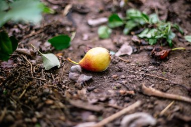Yerdeki çürük armut.