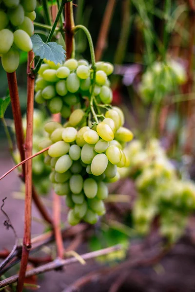 Uvas Verdes Maduras Una Rama Jardín — Foto de Stock