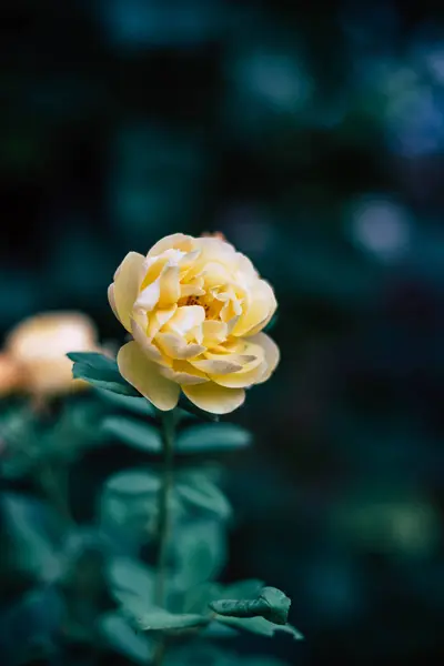 花园里美丽的黄色玫瑰 — 图库照片