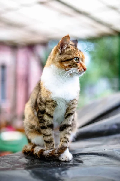 Porträt Einer Schönen Rothaarigen Katze Auf Dem Land — Stockfoto