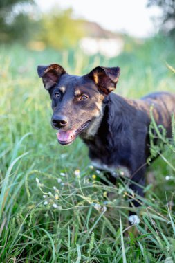 Sokak köpeği yeşil çim.