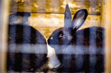 İçinde belgili tanımlık kafes myxomatosis ile siyah hasta tavşan.