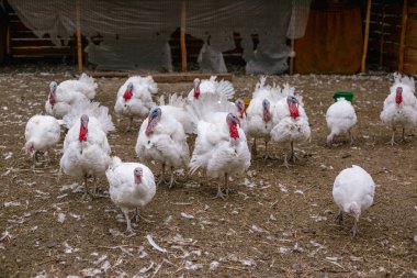 Çiftlikte hindi yetiştiriyorlar.