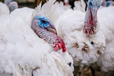 Çiftlikte hindi yetiştiriyorlar.