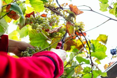 üzüm üzüm hasadı