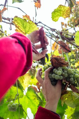 üzüm üzüm hasadı