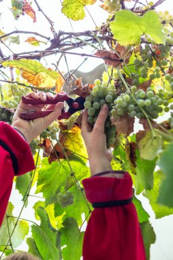 üzüm üzüm hasadı