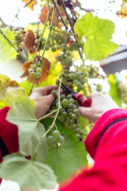 üzüm üzüm hasadı
