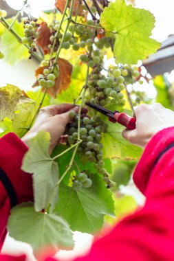 üzüm üzüm hasadı