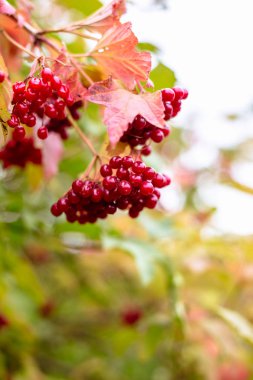 Sonbaharda ağaçta kırmızı viburnum üzümü.