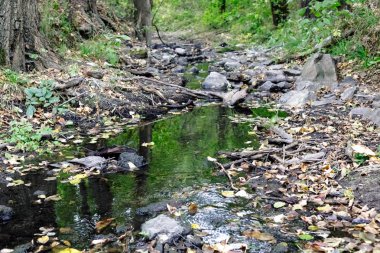 Taşlar arasında ormandaki tahammül