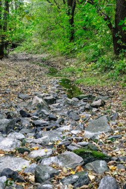 Taşlar arasında ormandaki tahammül