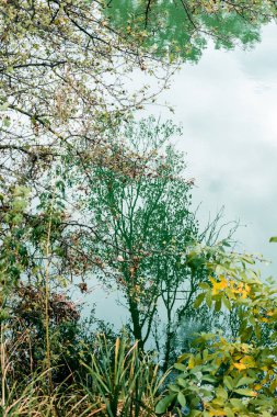 Güzel sonbahar orman, nehir kıyısında. Ukrayna.