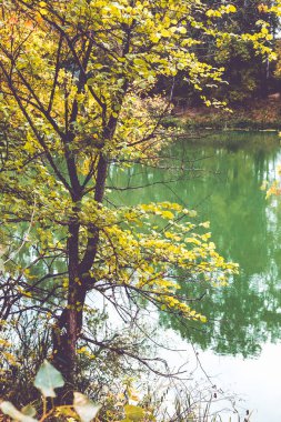 Güzel sonbahar orman, nehir kıyısında. Ukrayna.