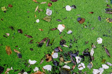 Suda yeşil ördek otu.