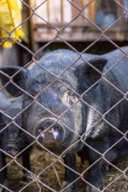 Bir çiftlikte bir mesh çit arkasında Vietnamca domuzlar.