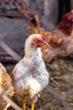 Bir tavuk bir çiftlikte bir metal kafes arkasında portresi