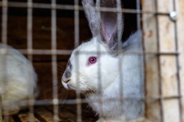 Tavşan içinde belgili tanımlık kafes. Evcil hayvanların üreme.