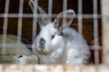 Tavşan içinde belgili tanımlık kafes. Evcil hayvanların üreme.
