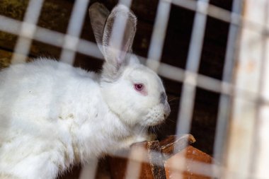 Tavşan içinde belgili tanımlık kafes. Evcil hayvanların üreme.