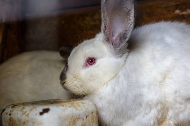 Tavşan içinde belgili tanımlık kafes. Evcil hayvanların üreme.