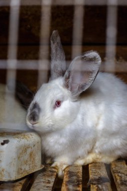 Tavşan içinde belgili tanımlık kafes. Evcil hayvanların üreme.