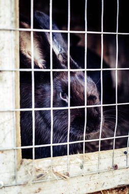 Tavşan içinde belgili tanımlık kafes. Evcil hayvanların üreme.