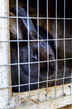 Tavşan içinde belgili tanımlık kafes. Evcil hayvanların üreme.